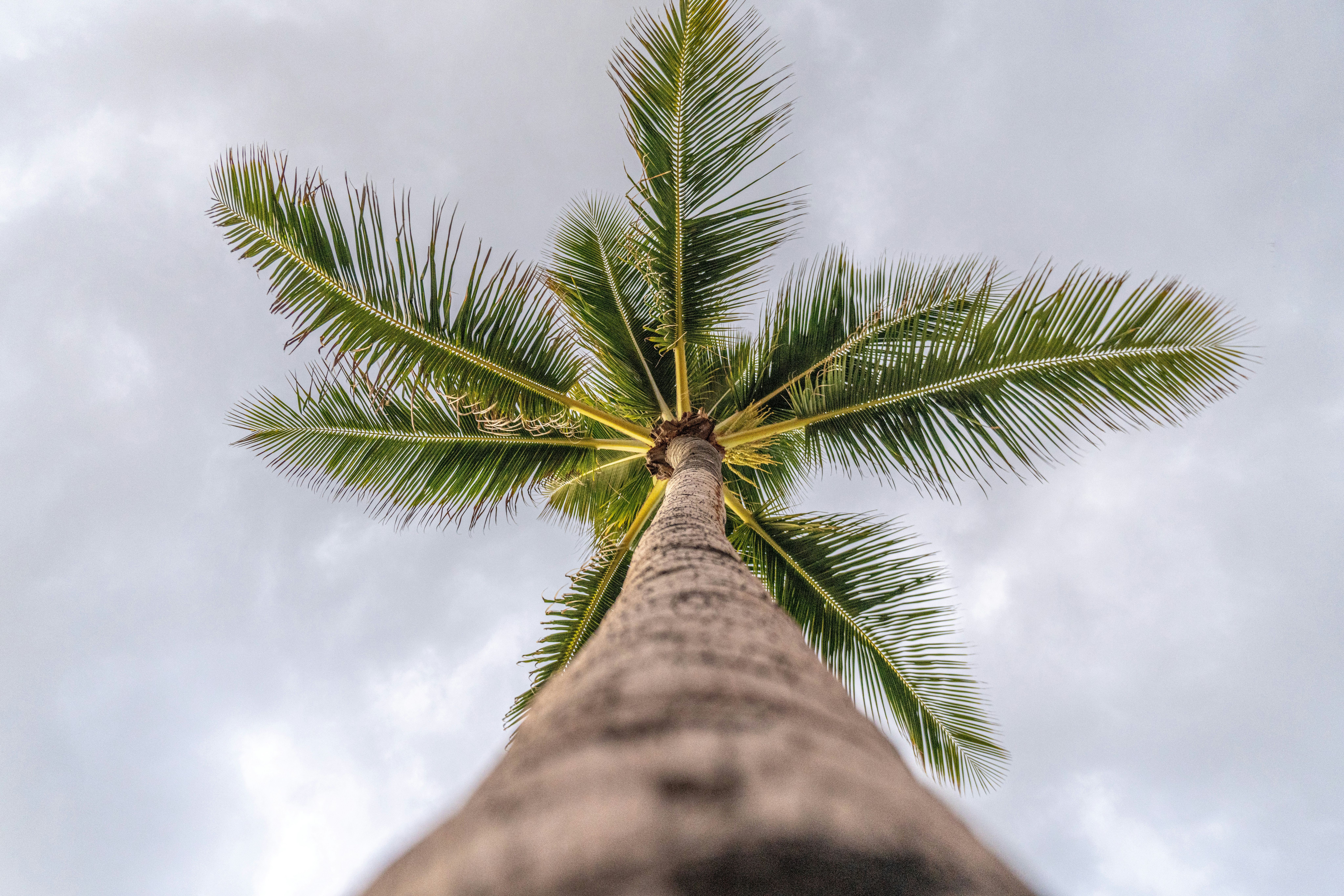Notre selection de palmiers